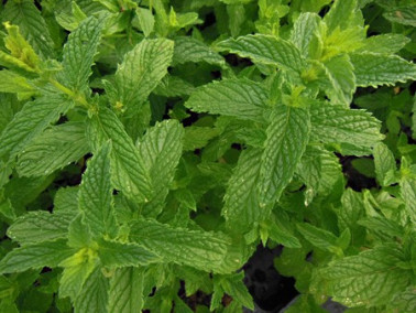Menthe verte
