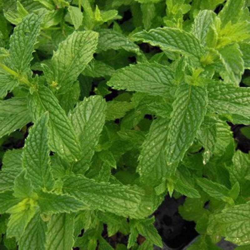 Menthe verte