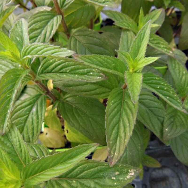 Menthe citron Menthe citron