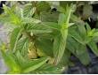 Menthe citron Menthe citron