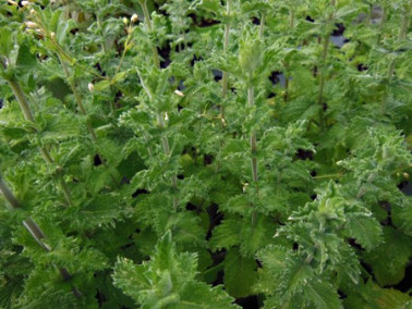 Menthe poivrée crispée