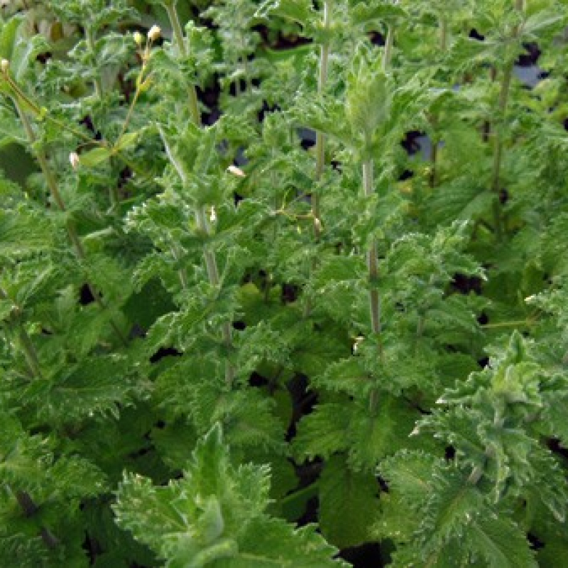 Menthe poivrée crispée