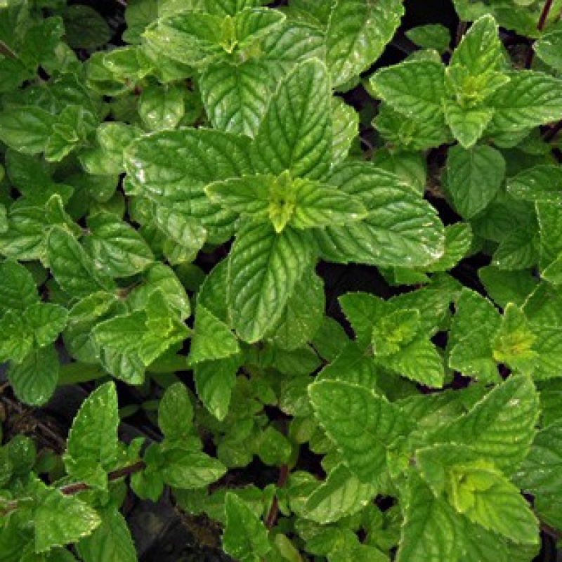 Menthe des pâtissiers