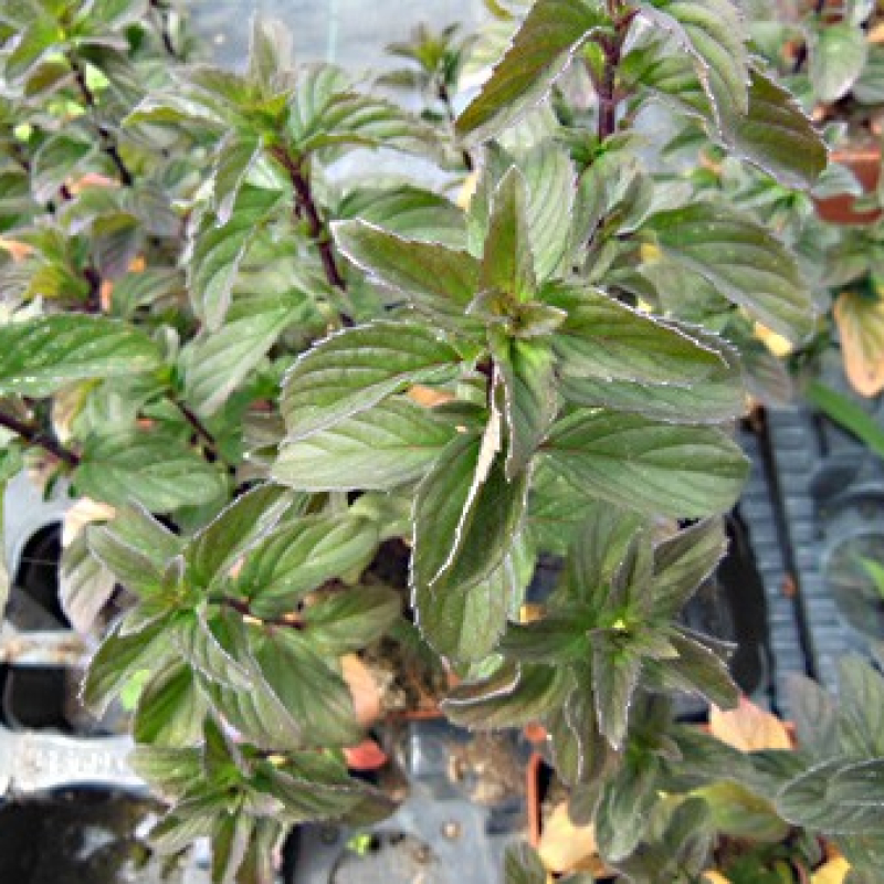 Menthe basilic Menthe basilic