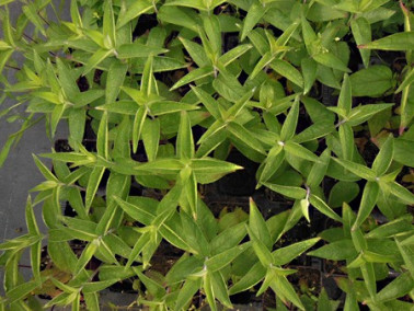 Monarde menthe Monarde menthe