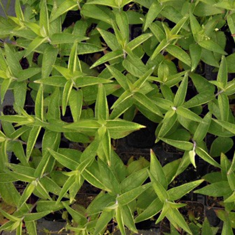 Monarde menthe Monarde menthe