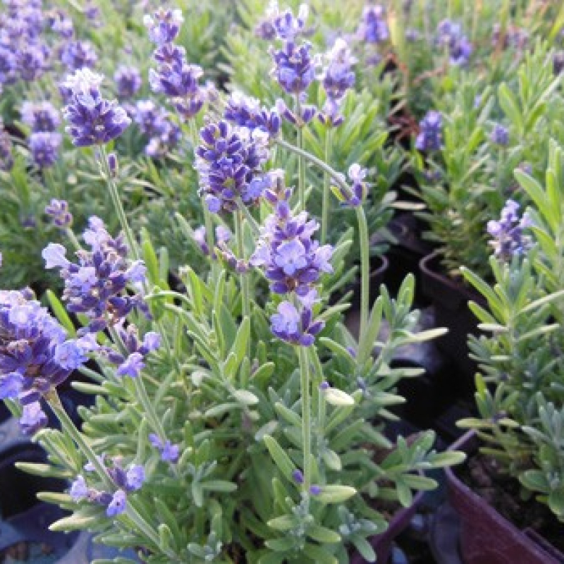 Lavande vraie bleue