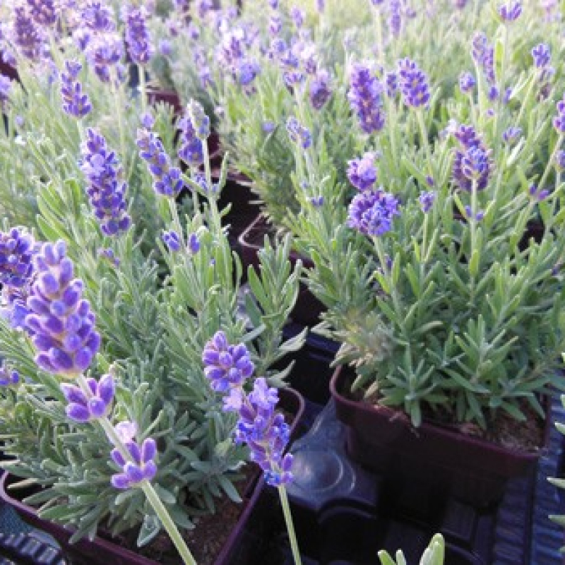 Lavande vraie pourpre Lavande vraie pourpre