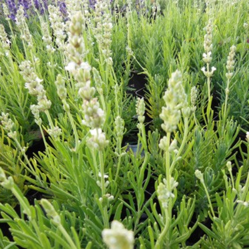 Lavande vraie blanche
