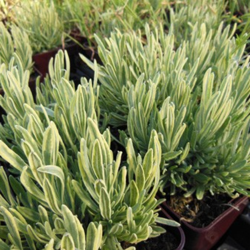 Lavande panachée Lavande panachée