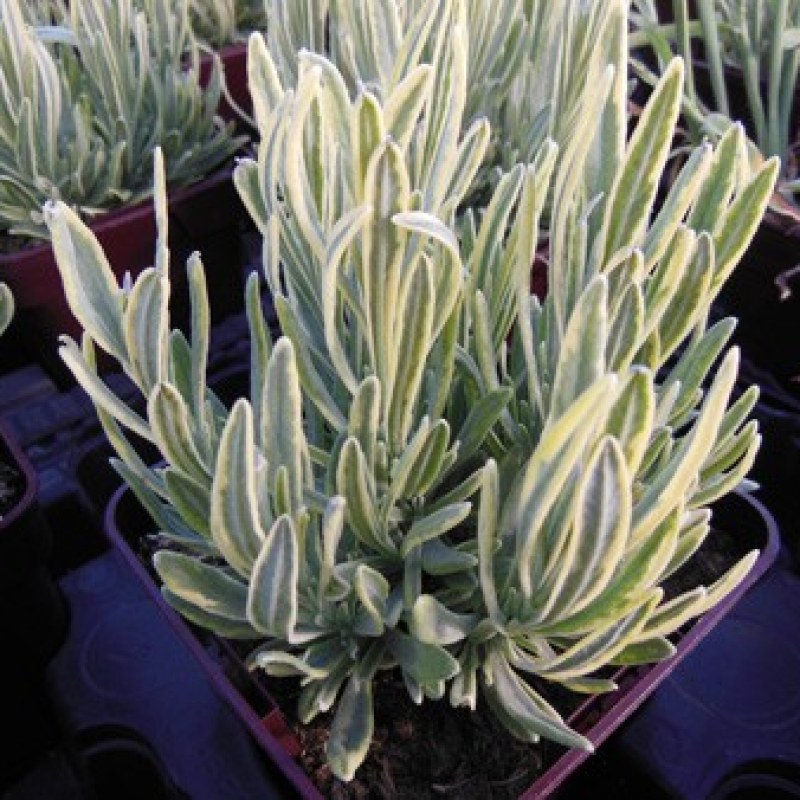 Lavande panachée Lavande panachée