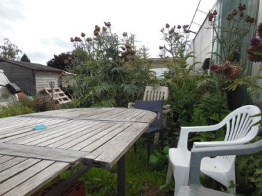 Haie de cardon plein blanc pour se cacher des voisins Haie de cardon plein blanc pour se cacher des voisins