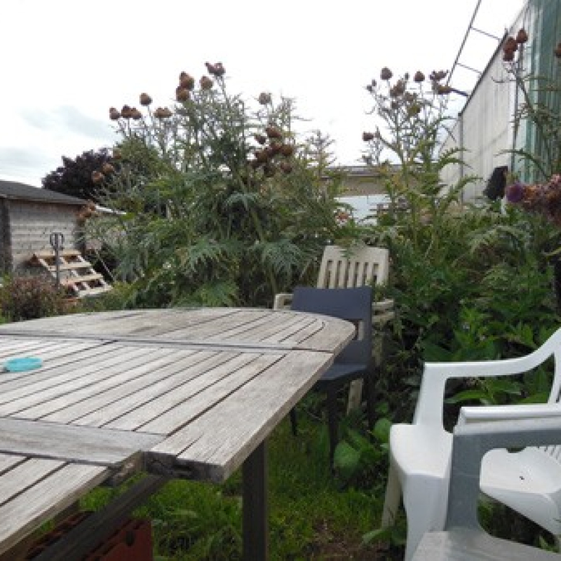 Haie de cardon plein blanc pour se cacher des voisins Haie de cardon plein blanc pour se cacher des voisins