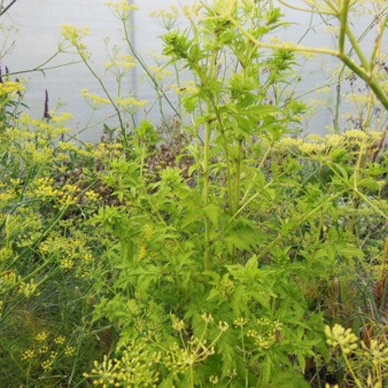 Armoise blanche de Chine Armoise blanche de Chine