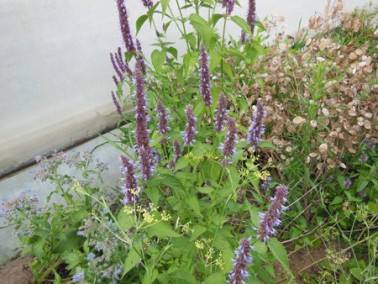 Agastache menthe Agastache menthe