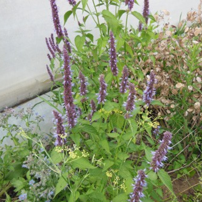 Agastache menthe Agastache menthe