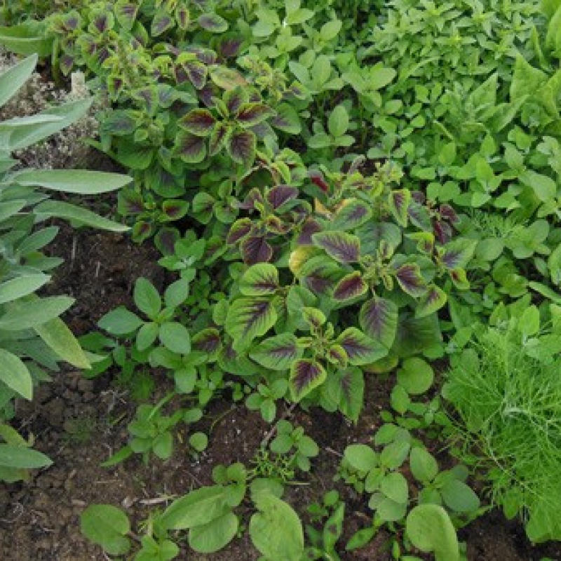 Amaranthe bicolore Amaranthe bicolore