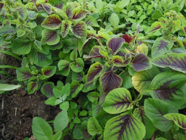 Amaranthe bicolore Amaranthe bicolore