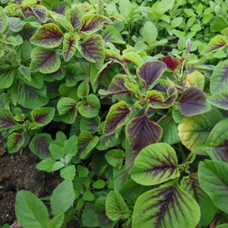 Amaranthe bicolore Amaranthe bicolore