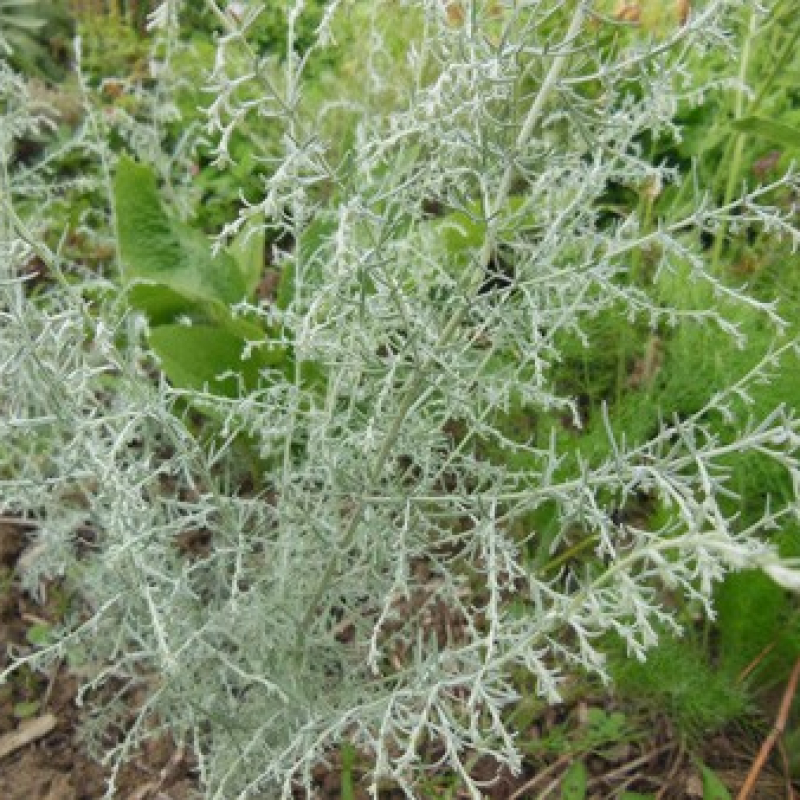 Armoise du Valais Armoise du Valais