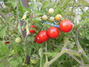 Tomate cerise Barbaniaka Tomate cerise Barbaniaka
