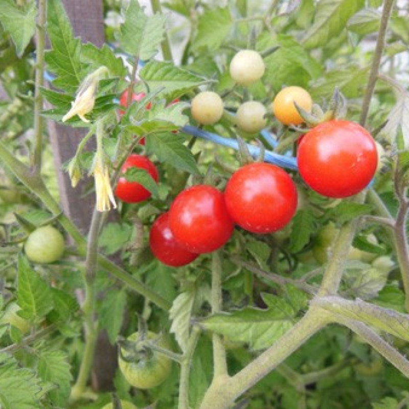 Tomate cerise Barbaniaka Tomate cerise Barbaniaka