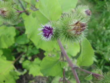 Fleurs de bardane