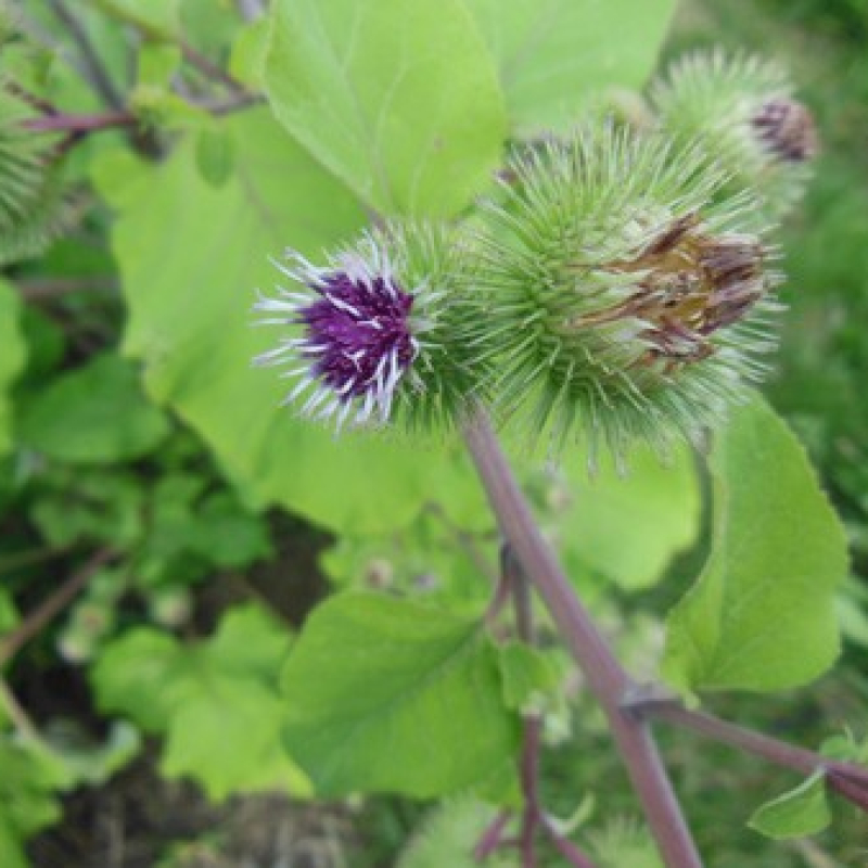 Fleurs de bardane