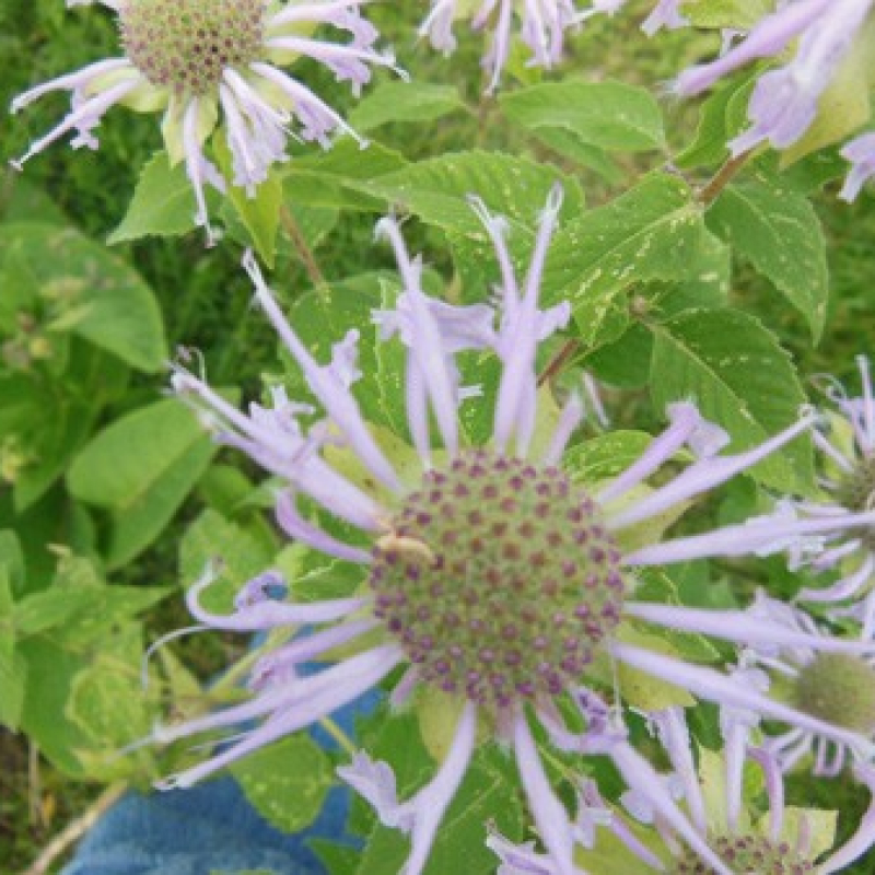 Monarde fistuleuse Monarde fistuleuse