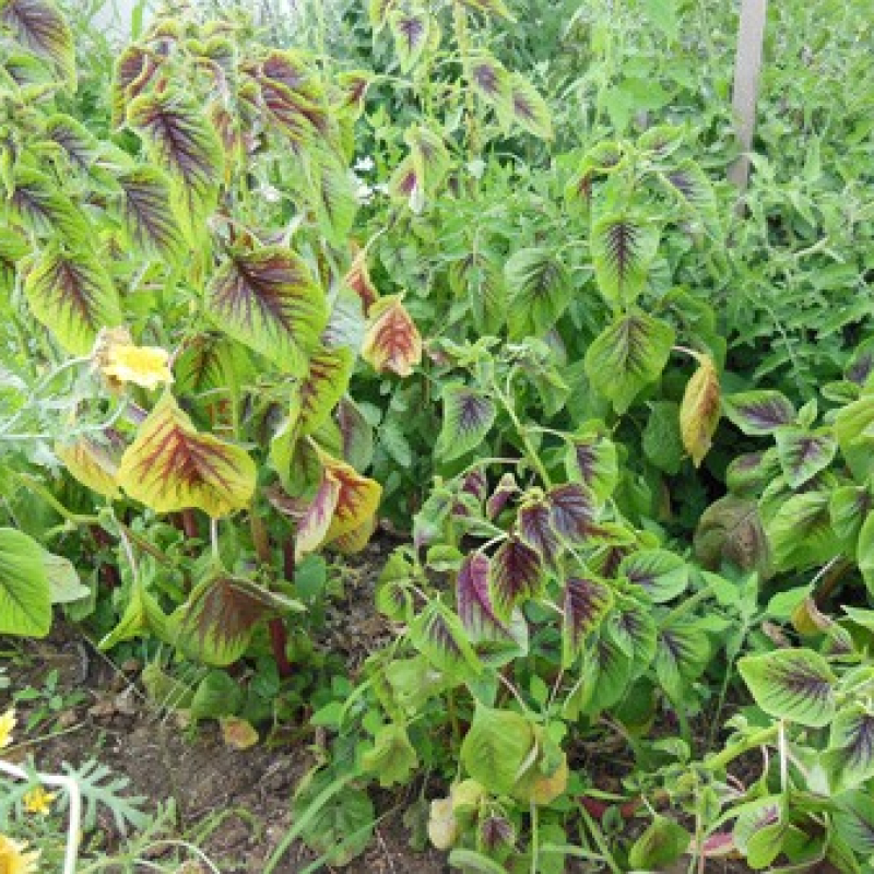 Amaranthe bicolore Amaranthe bicolore