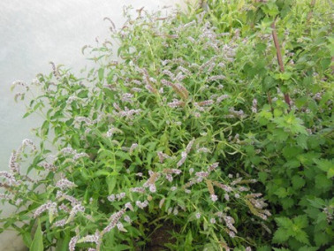 Menthe budleia Menthe budleia