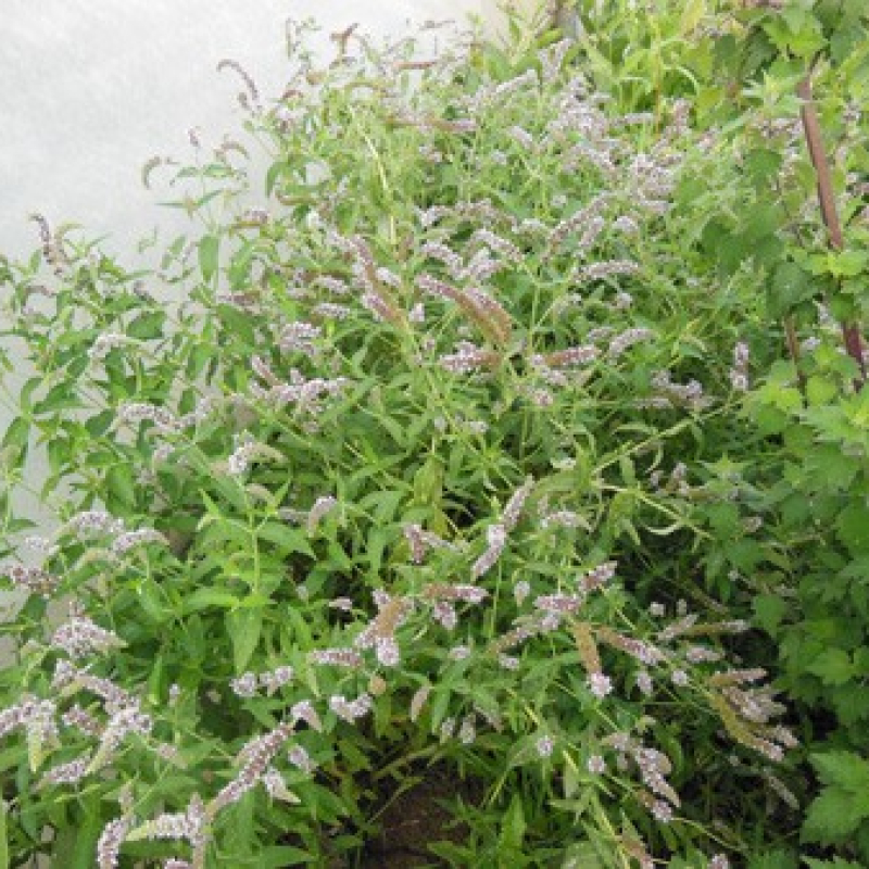 Menthe budleia Menthe budleia