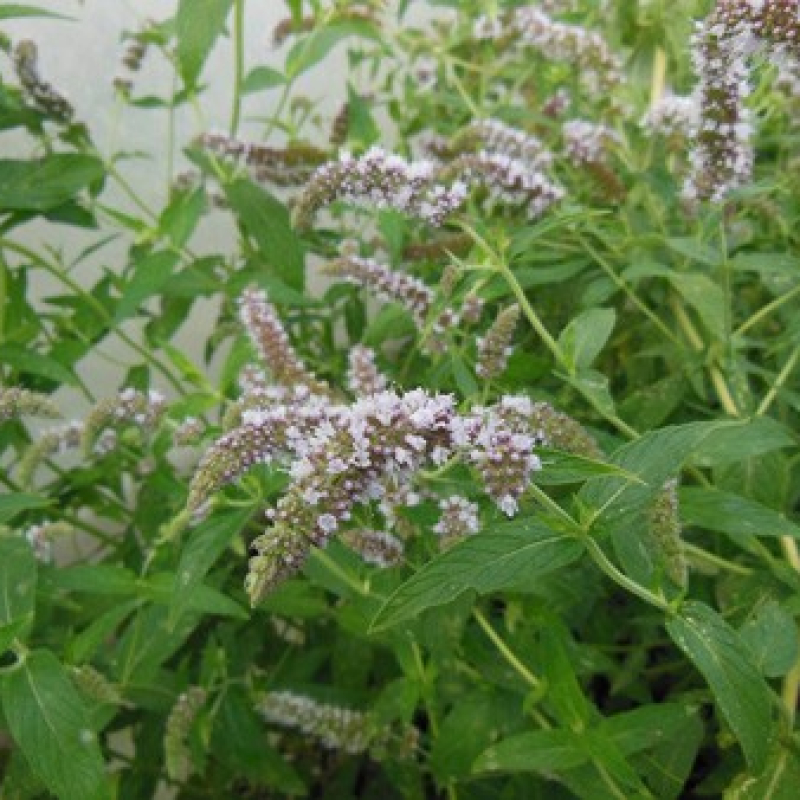 Menthe budleia Menthe budleia
