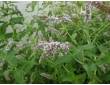 Menthe budleia Menthe budleia