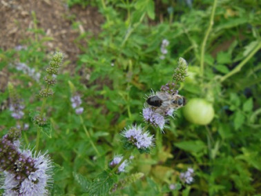 Abeille sur la menthe verte