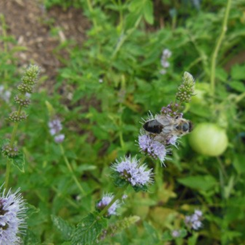 Abeille sur la menthe verte