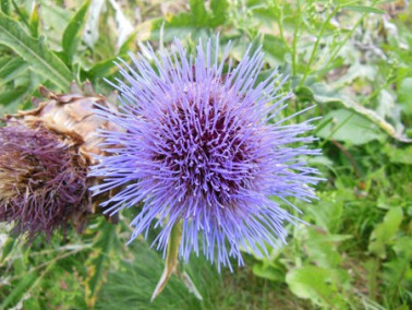 fleur de cardon plein blanc fleur de cardon plein blanc
