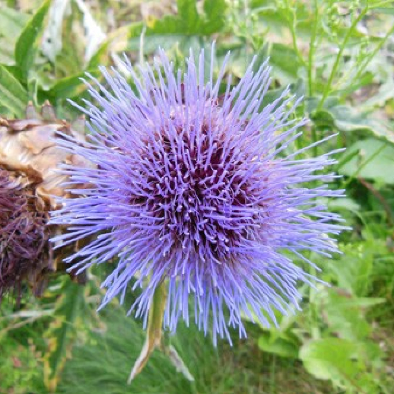 fleur de cardon plein blanc fleur de cardon plein blanc