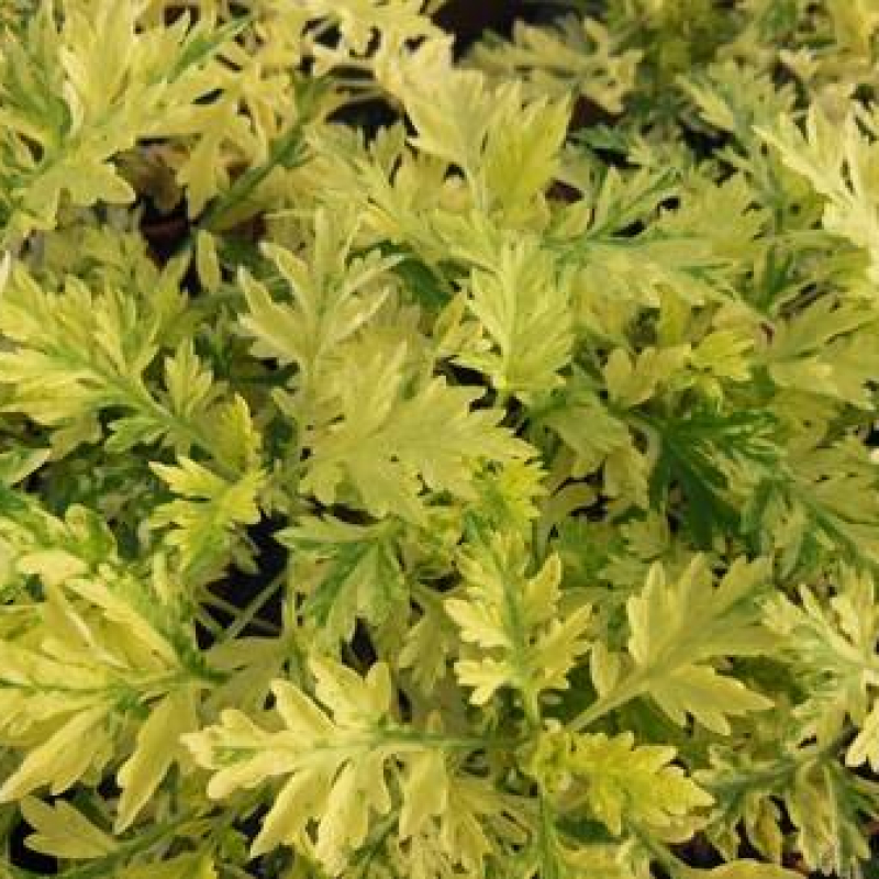 Armoise commune panachée Armoise commune panachée