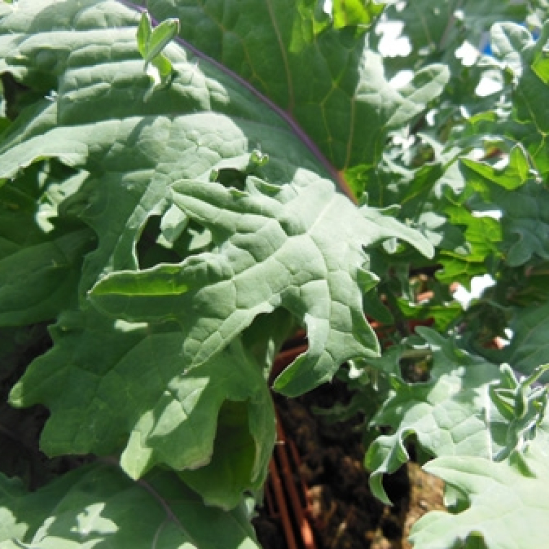 Chou Kale rouge de Russie Chou Kale rouge de Russie