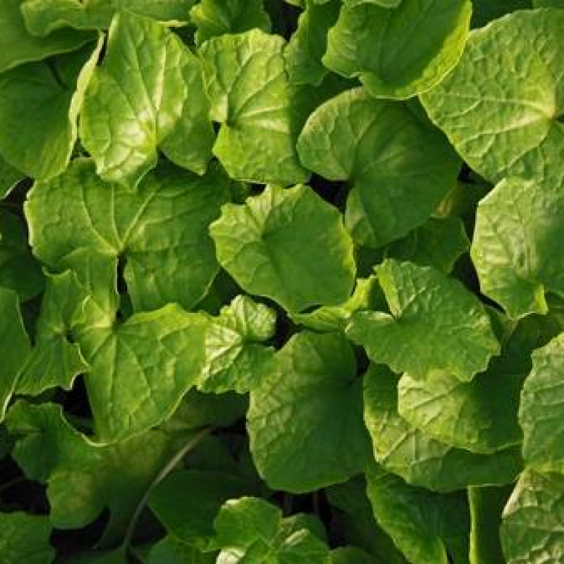 Wasabi daruma Wasabi daruma