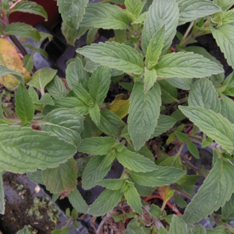 Monarde ponctuée Monarde ponctuée