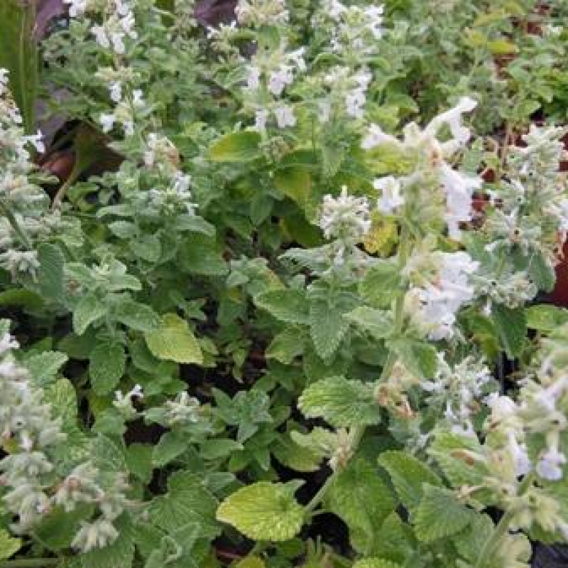 Herbe aux chats à fleurs blanches Herbe aux chats à fleurs blanches