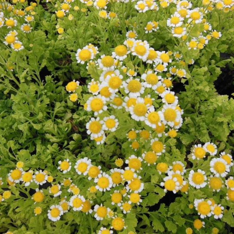 Grande camomille dorée