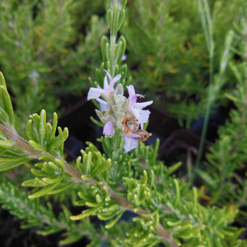 Romarin à fleurs roses