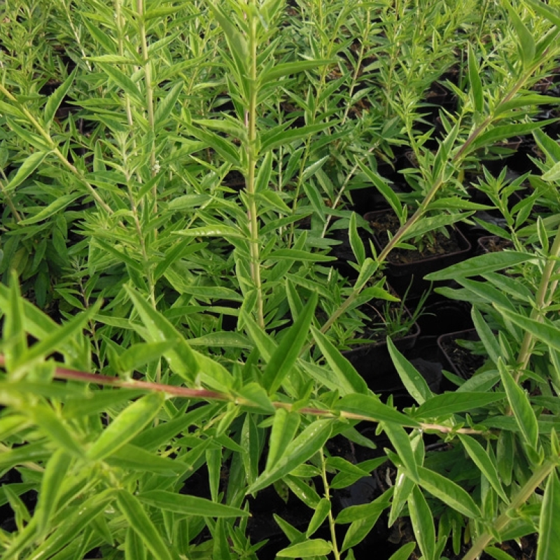 Verveine d'Argentine Verveine d'Argentine