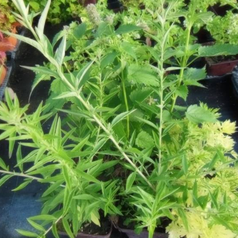 Offre de 3 plantes originales Offre de 3 plantes originales