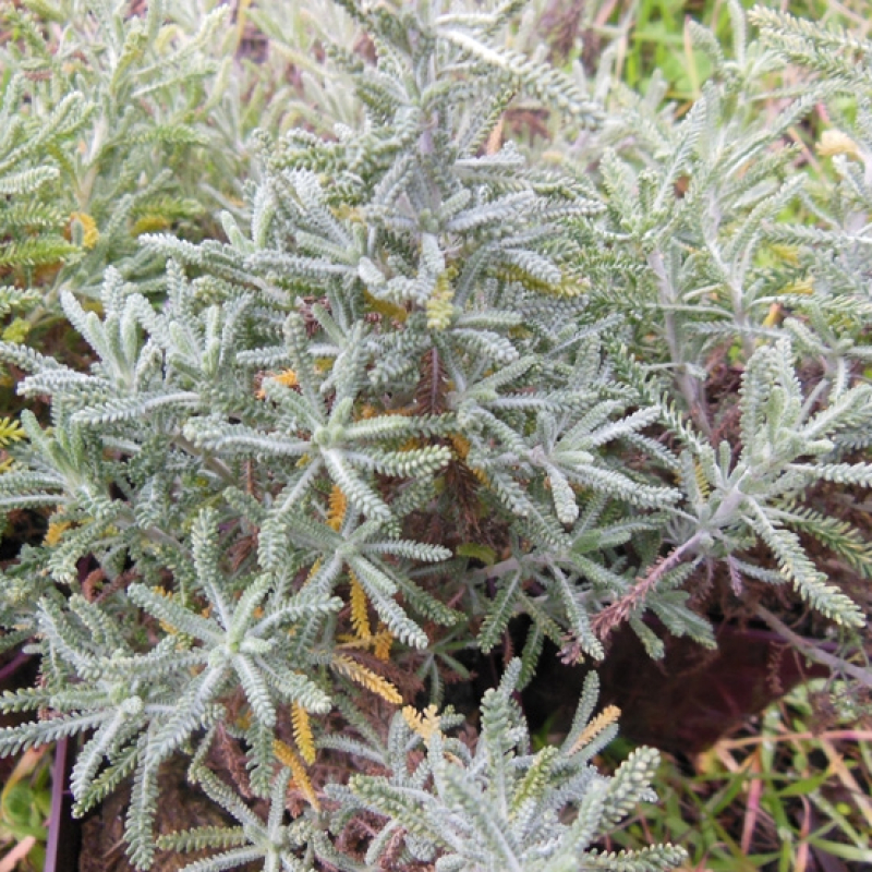 Santoline de Toscane