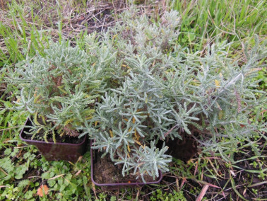 Santoline de Toscane