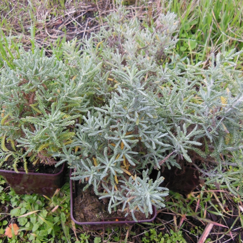 Santoline de Toscane